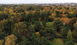 aerial view of a forest in autumn