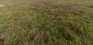field of grass in autumn