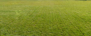 field of mowed lawn