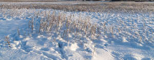 field of tall grass in winter with snow