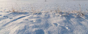 field of snow with grass and animal tracks