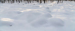 snow field on forest with tree shadows