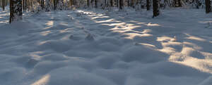 forest ground in winter with tree shadows