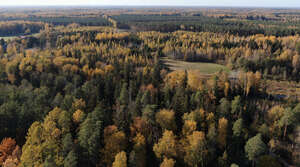 aerial view of forests in autumn