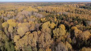 aerial view of forest in autumn