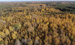 bird eye view of a forest in autumn