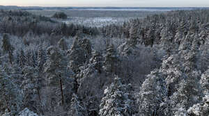 aerial view of snowy forest in winter