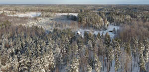 aerial view of a sunny snow covered forest