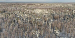 aerial photo of forest in winter on a sunny day