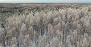 aerial view of birch forest in winter