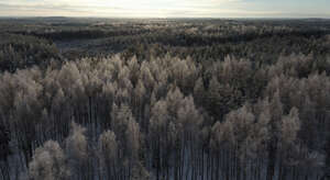 aerial view of a magical frosty winter forest