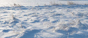 grassland covered in snow