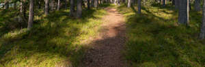 small forest road