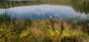 grassy wild lake shore 