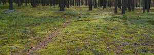 forest ground with small footpath