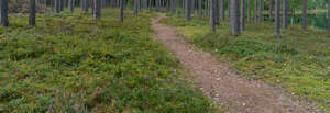 footpath in forest