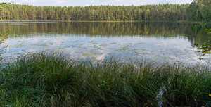 wild lake shore with grass and forest