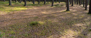 pine forest ground with cones and needles