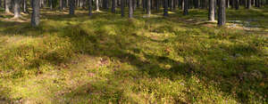 forest ground with moss and lichen