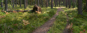 footpath in forest