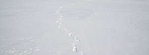 field of snow with single footprints