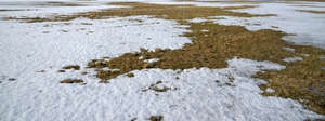 field of grass in early spring with melting snow