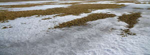 field of grass in early spring with some snow