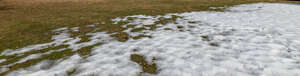 grass in early spring with snow melting