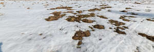 field of snow melting in early spring