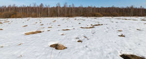 field of snow in early spring near a forest