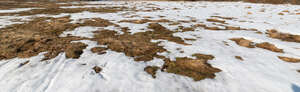 field of grass with melting snow