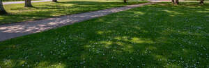 road in the park under trees