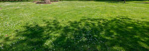 green lawn with a tree shadow