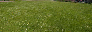 lawn with daisies and dandelions