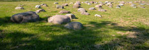 grass field with rubble and with tree shade