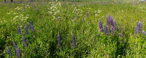 grass field with blooming lupins