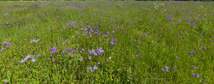 meadow with blooming bellflowers