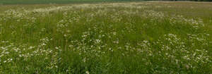 tall grass with blooming white yarrow