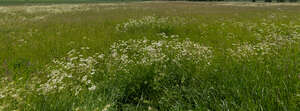 tall grass field with blooming yarrow