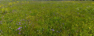 tall grass with bellflowers and buttercups