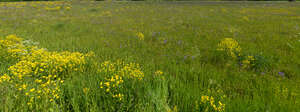 field with blooming yellow yarrow and bellflowers