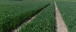 road in an agricultural field