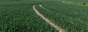 small road in a field of couch grass