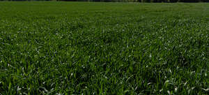 field of couch grass
