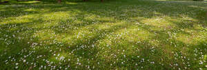 lawn with many small  flowers under trees