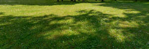 lawn with small flowers and with tree shadows