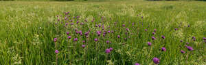 tall grass with blooming thistle