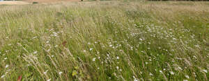 field of tall grass