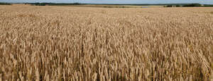 field of ripe grain