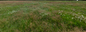 field of tall grass with some wild flowers in late summer